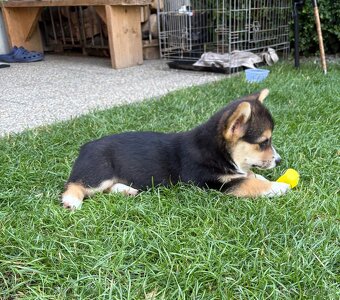 Welsh Corgi Pembroke - 3