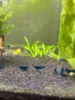 Neocaridina blue dream krevety - 3