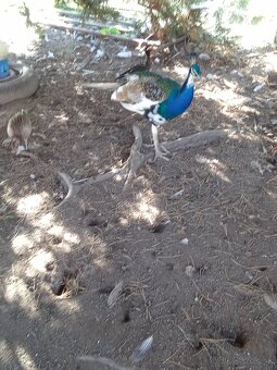 Vymením pávy  za pomaranske husi - 3