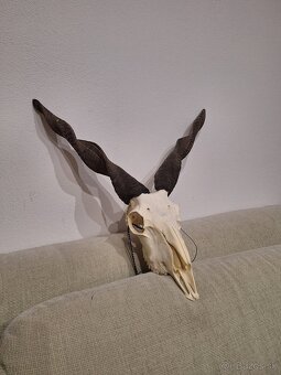 trofej z maďarskej ovce Racka - 3