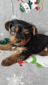 Yorkshirsky teriér - 3