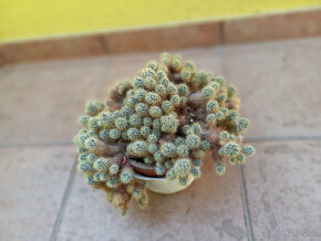 Predám staršie kaktusy - 3