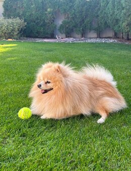 Ponukam na krytie Pomeranian/Spic - 3
