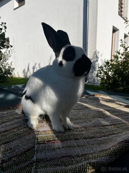 Králik Český strakáč - 3