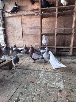 Holuby na predaj - 3