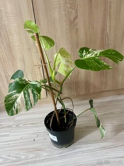 Monstera albo - 3