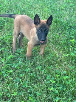 Belgický ovčiak - Malinois - 3