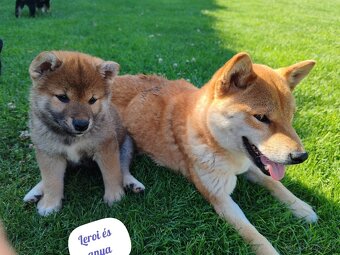 Shiba inu psýky s PP - 3