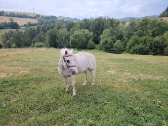 Predám kobylu, kobylku pony - 3