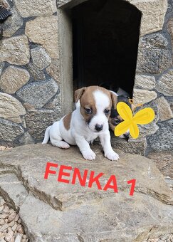 Jack Russell teriér - 3