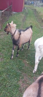 Capko,cap trojfarebny - 3