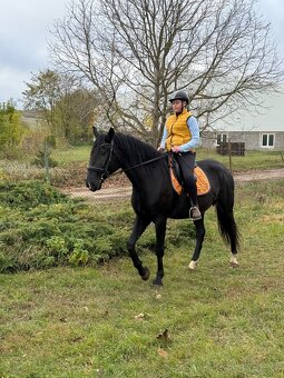 Predám Kladrubákov - 3