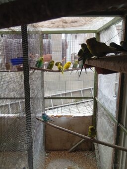 Predám andulky. - 3