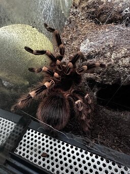 Vtáčkar, pavúk, tarantula - 3