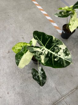 Alocasia Frydek Veriegata - 3