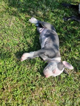 Amstaff , Ameriscky staford - 3