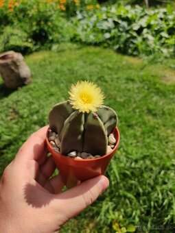 Kaktusy- Astrophytum - 3