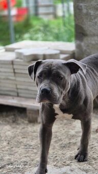 American bully - 3