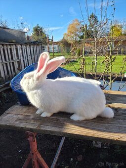Samcov kralikov nar april 2025 - 3