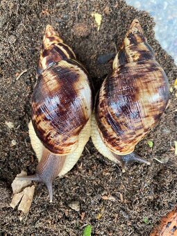 Africke slimáky - 3