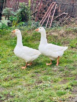 Slovenske biele husi - 3