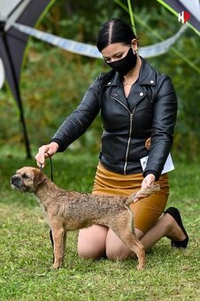 Border terrier - 3