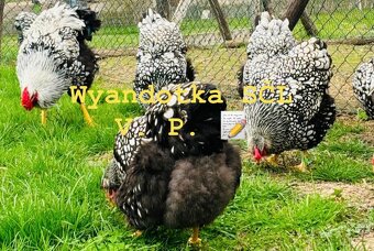 Kuriatka Wyandotky striebornej - čiernolemovanej - 3