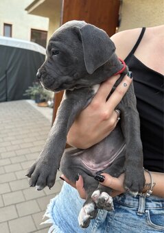 Fenky Cane Corso - 3