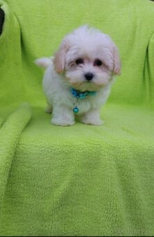 Maltipoo mini šteniatka - 3