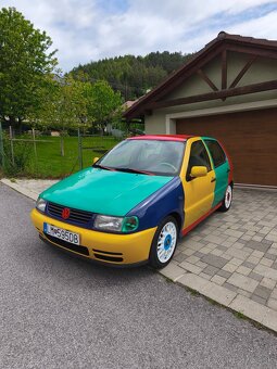 Polo Harlekin - 3