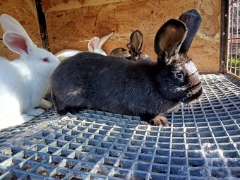 Mix Panónsky a Šarišský obor - 3