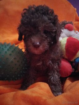 pudlik pudel toy - 3