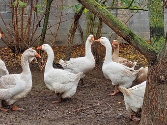 husi a kacice mlade farebne rozne - 3