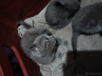 Predám britské mačiatka - 3