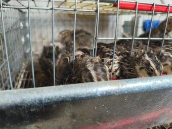 Klietka+ prepelice - 3