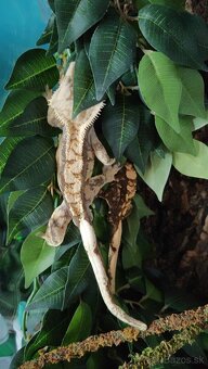 Pagekon riasnaty - 3