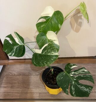 Monstera Albo Veriegata - 3