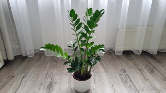 Zamiokulkas (Zamioculcas zamiifolia) - 3