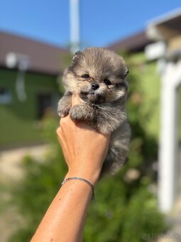 Pomeranian - 3