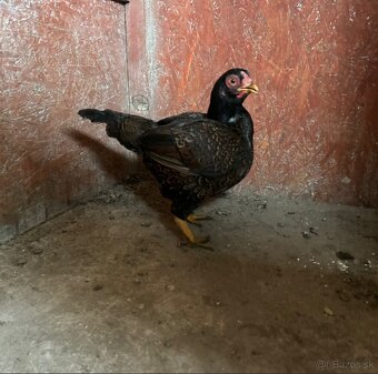 Zdr. Indická bojovníčka bažantia hnedá - 3