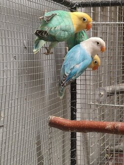 Agapornis fischeri - 3