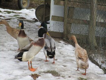 Predam kačky Indicky Bežec - 3
