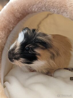 morské prasiatko - 3