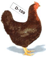 Ponúkam na predaj mladé nosnice pred znáškou - 3