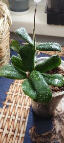 Hoya rotundiflora - 3