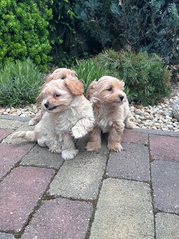 Maltipoo,pudel,maltezak - 3