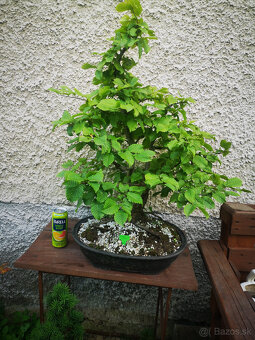 bonsai 14 - 3