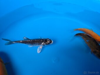Koi kapre - 3