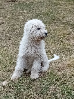 ŠTENIATKA KOMONDOR - 3