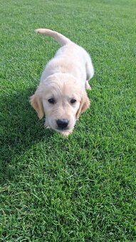 Zlaty retriever golden retriever posledny psik - 3